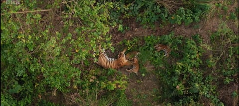 No tiger is an island