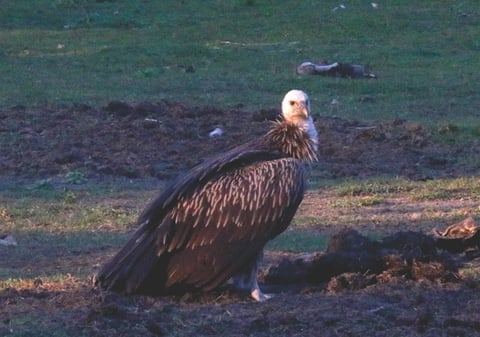 How South Asia's vultures were rescued from the brink of extinction