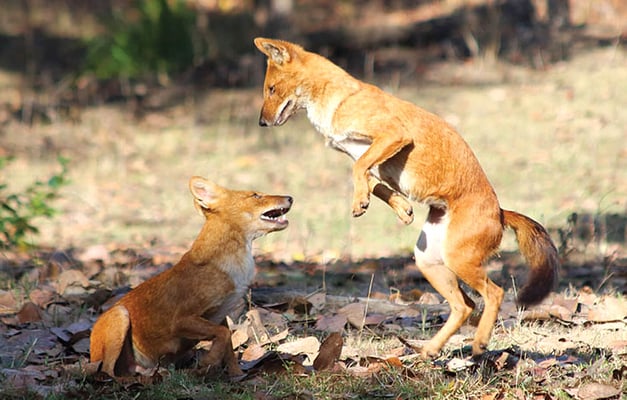 Saving Nepal’s last wild dogs