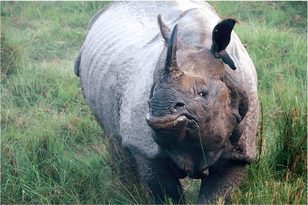 World lost 2/3 of its animals in 50 years: WWF report