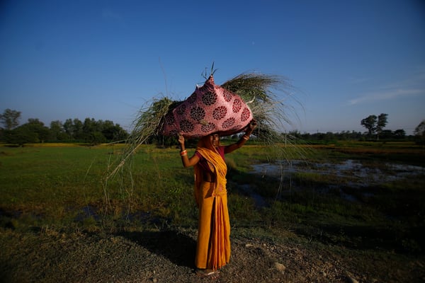 Hiding their head in the sand