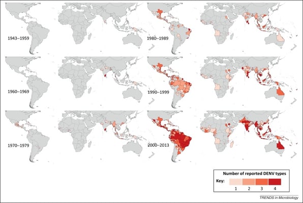 The dangers of the dengue virus