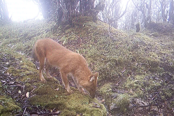 Nepal’s wild dogs also need to be saved