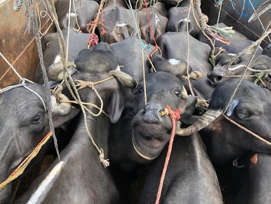 Be kind to buffaloes