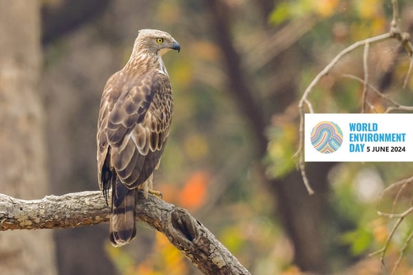 Bardia’s birds