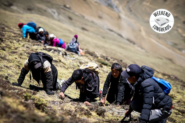 The human cost of Nepal’s yarsa gold rush