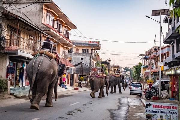 Making festivals elephant-friendly in Nepal