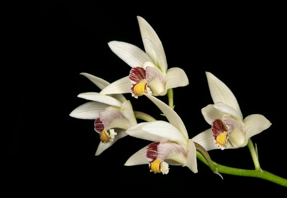Orchids of Godavari-Phulchoki