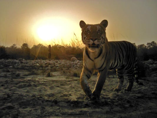 Nepal tigers now number 235