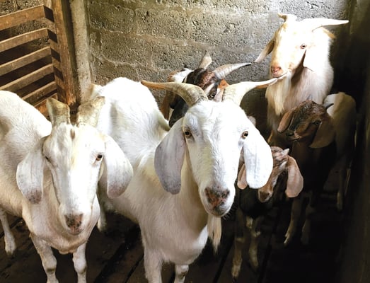 The sacrifice of animal sacrifices
