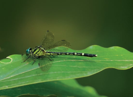 Project Dragonfly