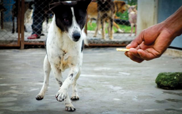 A dog's best friend