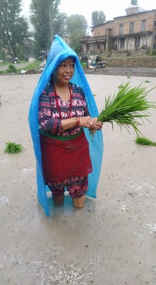 Raining rice