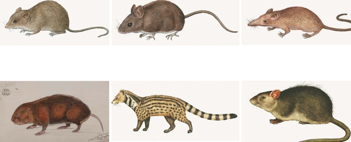 Kathmandu’s other nightlife