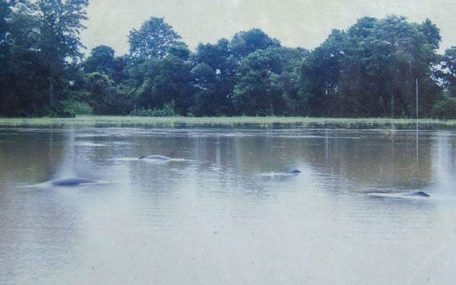 Freshwater dolphins make comeback in Nepal