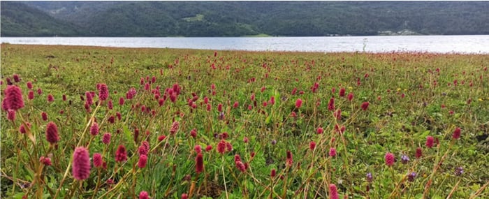 Rara in the rainy season