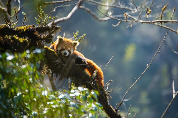 Republic of Nepal’s animal kingdom