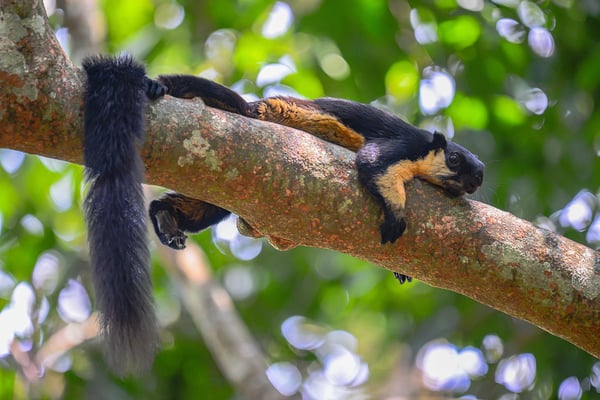 Protecting the world’s largest squirrel in Nepal