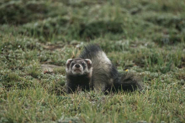 Cats out of their cradle