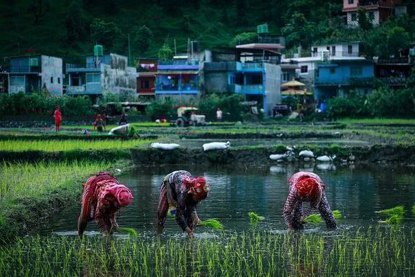 Nepal sets ambitious target for food sufficiency