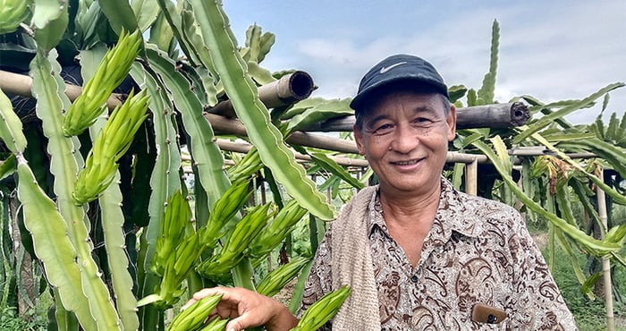 There be dragon fruits