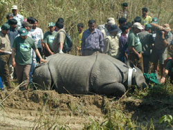 The 2,200 kg migrant