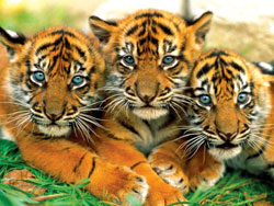 Youth against poachers
