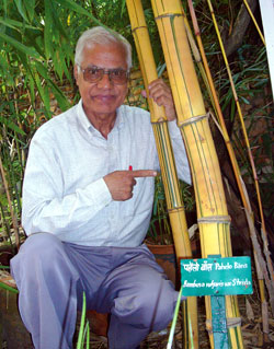 Bamboo master