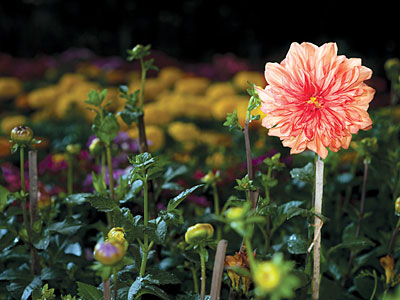 Flower power