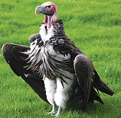 Celebrate vultures