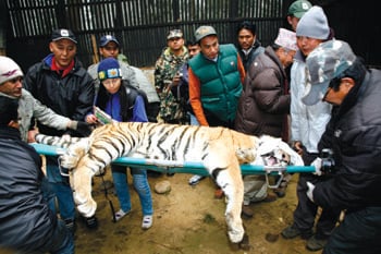 Cross-country tiger