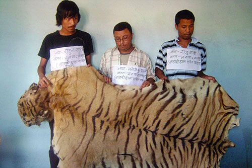 IN THE NET: Bhaktapur police arrested three for possession of tiger skins on Wednesday. The arrest took place a day before World Tiger Day was observed.
