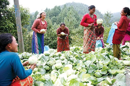 HAPPY HARVEST: Women of Pakhel, Lalitpur, gather the season's cabbage harvest on Wednesday prior to its transport to markets.