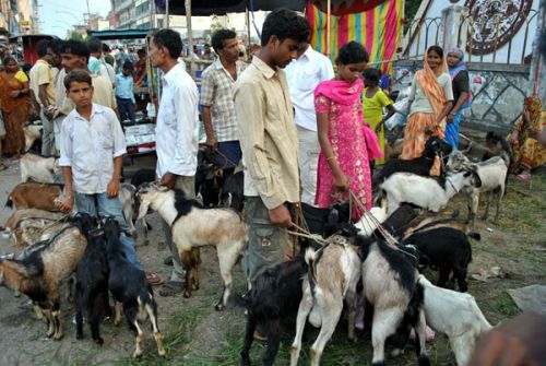 DEATHLY WAIT: Goat traders wait for customers at Ghantaghar in Birgunj on Wednesday, ahead of the eighth day of Dashai when the animal sacrifices start.