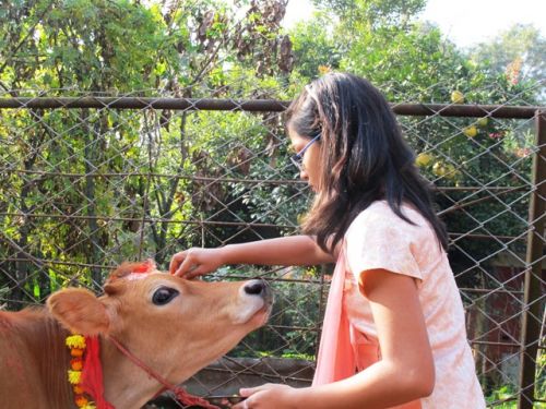 COW DAY: A sixth grade student in a Kathmandu school offers puja to a cow on Friday morning on the occassion of Gai Tihar.