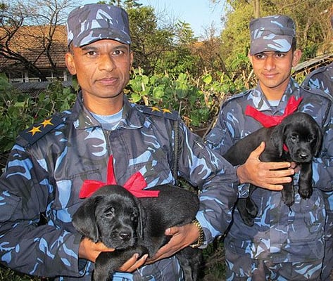 FRESH INTERNS: The Police's Sniffer Dog Squad with their latest new recruits, Bathi and Tathi, black Labrador puppies donated by Rato Bangala School, on Sunday. The puppies will start training when they are three months old.