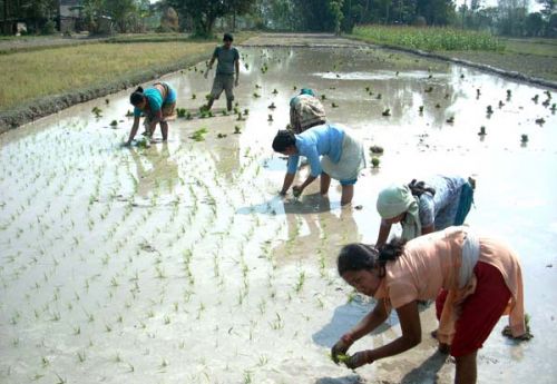 TIME TO SOW: Farmers in Satasidham, Jhapa, sow rice on Wednesday.