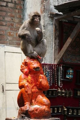 Same same: A monkey sits atop a Hanuman idol in Swayambhunath temple premises on Sunday, mimicking the stance of its divine manifestation.