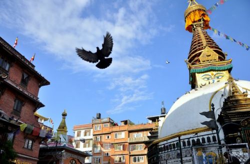 PEACE AT FLIGHT : A pigeon takes flight in the premises of Shree Gha stupa, near Thamel