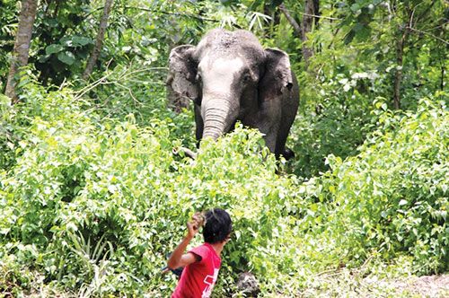 WANNA FIGHT? Wild elephants wandered across the Indian border into Bahundangi, Jhapa on Tuesday. Two locals were injured while chasing the elephants back.