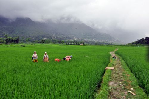 GREEN REAP: Farmers at a rice feild in Khokana, Lalitpur, on Wednesday.