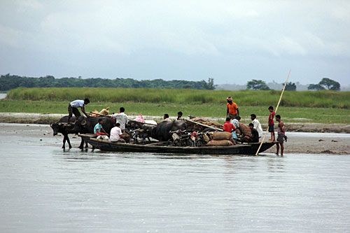 RISKY LOGISTICS: In absence of a bridge, local traders use a boat to transport buffalos and food from India's West Bengal to Jhapa across the Mechi River on Thursday.
