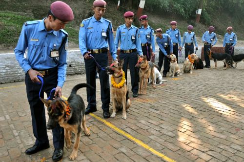 MY TURN: Dogs at the Nepal Police Academy, Maharajgunj, being worshipped on the occassion of Kukur puja, the second day of Tihar on Tuesday.