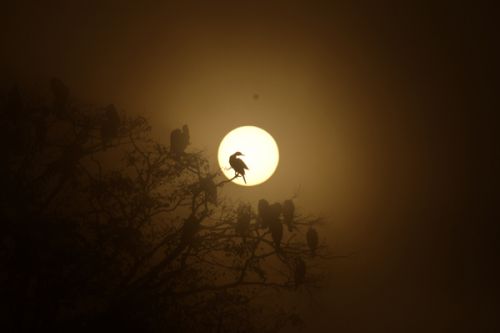 SPOT LIGHT: Cormorants perched on a tree are silhouetted as the sun rises at Taudaha wetlands in Kathmandu last week.