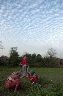 FIELDS OF CLOUD: Farmers at work in Sankhamul, Lalitpur, on Saturday.