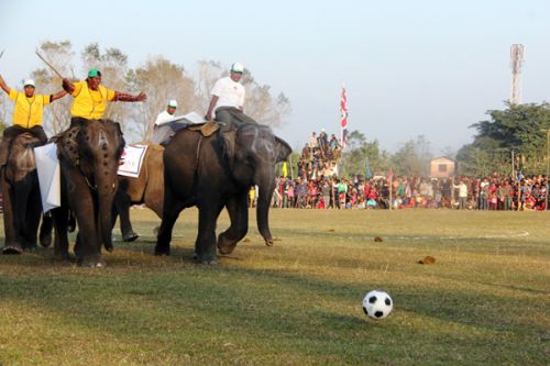 BEND IT LIKE JUMBO: Elephants in a game of football during a three-day international elephant festival in Sauraha on Monday. The festival features races, games and an elephant beauty contest.