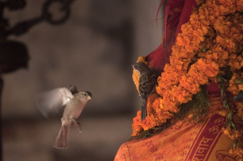 LET'S SHARE: Birds feast on offerings made at a temple in Bhaktapur on Wednesday.