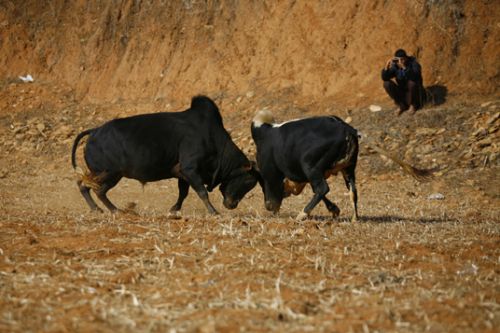 WANNA FIGHT? Bulls lock horns at the annual bull fight, which marks the Maghe Sankranti festival celebration in Taruka village, Nuwakot, on Sunday.