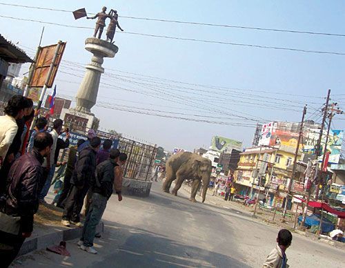 TUSKEN TERROR: A wild elephant takes a stroll in Birtamode main road on Monday, closing down a part of the East-West Highway and the market for a couple of hours. In the last six months more than 10 people have been killed by wild elephants in eastern districts.