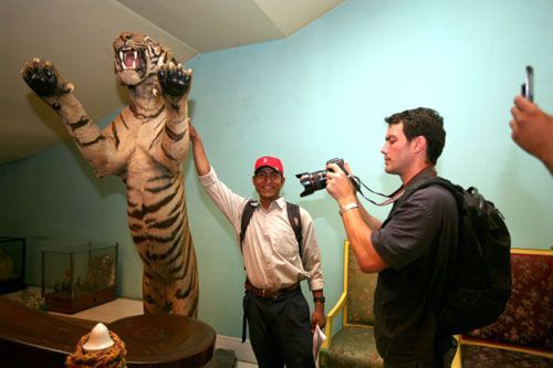 SNARL: A reporter poses for a photograph with another stuffed tiger.